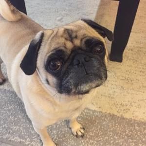 Meet your Posher, Susan